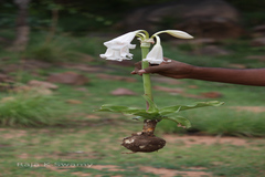 Crinum latifolium